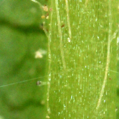 Photo prise avec le microscope