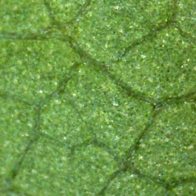 Photo prise avec le microscope