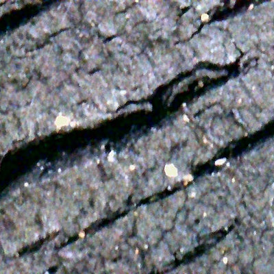 Photo prise avec le microscope