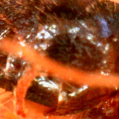 Photo prise avec le microscope