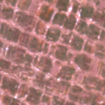 Photo prise avec le microscope
